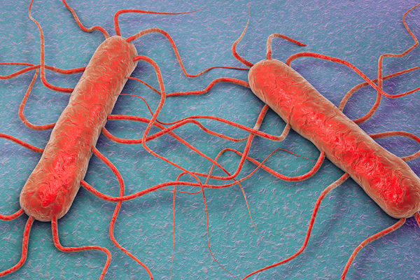 Listeria monocytogenes