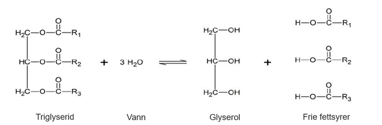 Hydrolyse av triglyserid til frie fettsyrer